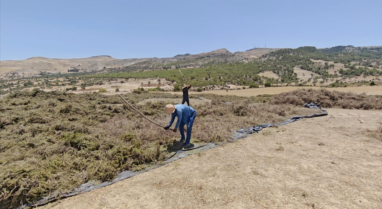 Herbs Vitality workers harvesting aromatic plants in Tunisia