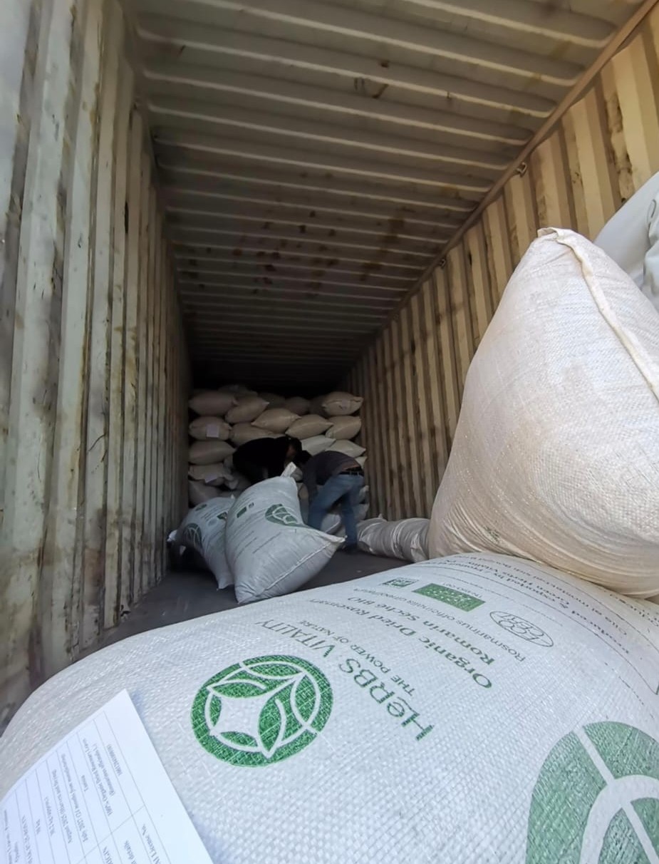 Filling bulk export containers with processed aromatic herbs