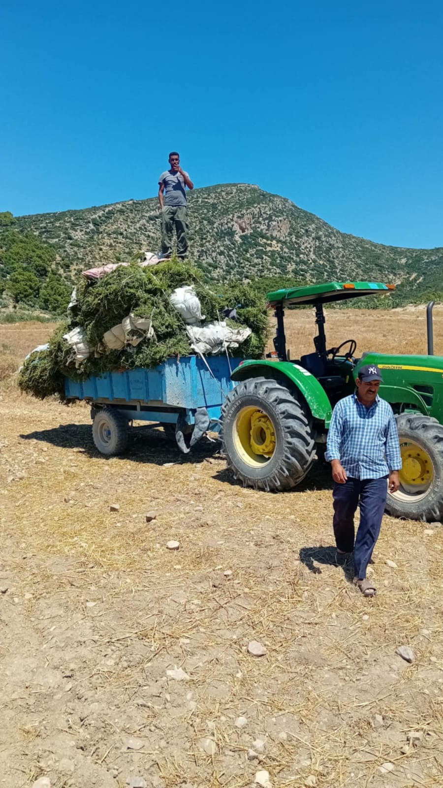 Agricultural harvesting equipment in Tunisian aromatic plant fields